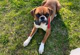 Male Boxer for rehoming