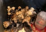 barnyard mix chicks