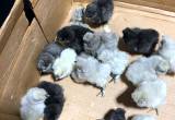 silkie and showgirl chicks