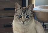 Angel the Siamese 10yr needs new home