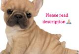 *family Looking 4 Female French Bulldog*