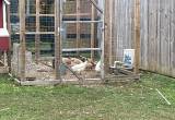 Chicken Coop/ 6 hens 1 rooster