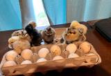 Silkie/ Cochin & Silkie Hatching Eggs