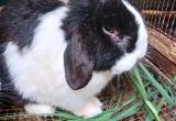 male Holland lop