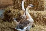 geese--several breeds and ages