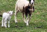 Dorper ewe w her 1st girl lamb