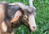 goat buckling