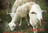 Spotted Katahdin Lambs, Ewe and Ram