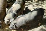 two small breed Sows