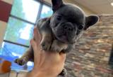 Mini Frenchies for sale