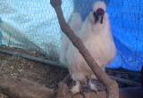 Free silkie Rooster