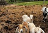 yearling nanny goats
