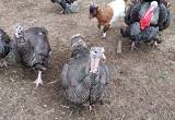 Broad breasted bronze turkeys