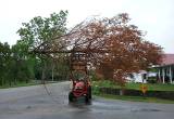 Tree Removal / Land Cleaning