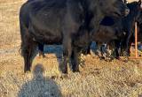 4yr old registered black angus cow