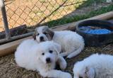 Great Pyrenees Puppies-Future Farmers