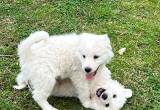 Great Pyrenees puppies ❤️