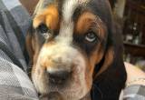 18 week old CKC reg. basset hound puppy