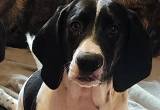 REWARD lost Bassett hound/ dalmation dog