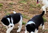 herding and sport Border collie pups