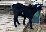 Nigerian/ Pygmy male baby goats