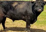 Black highlander bull
