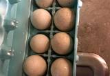 Peking duck eggs