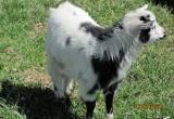 Female goat for sale
