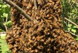 Honeybee removal