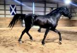 Black Arabian Stallion at Stud
