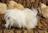 Peruvian Long-haired Guinea Pigs