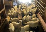 Sheep/ Lambs