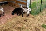 American Pygmy Goats