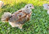 Amerucauna Chick 5 wks