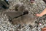 ICCF registered cane corso puppies