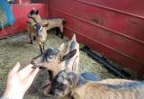 Bucklings/ Billies Cabrito Baby Goats