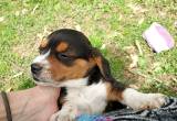 Tiny pocket beagle pup