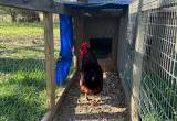 Rhode Island Red Rooster