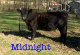 Three Angus Cross Cattle for sale