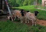 Flock of Registered Dorper Sheep