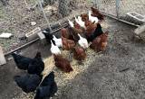 24 Laying Hens Chickens