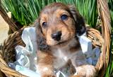 Miniature long haired Dachshund puppy