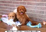 Red Teddy Bear Poodle puppy