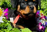 Akc Champion Sired Rottweiler Puppies