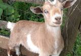 baby nigerian/ pigmy goat