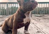 Micro Male Bully Pup