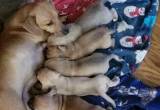 small puppies