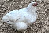 Brahma/ Orpington mix hens