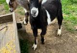 male goat for sale buck baby goats