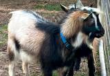 ADGA Registered Nigerian Dwarf Goat-Buck